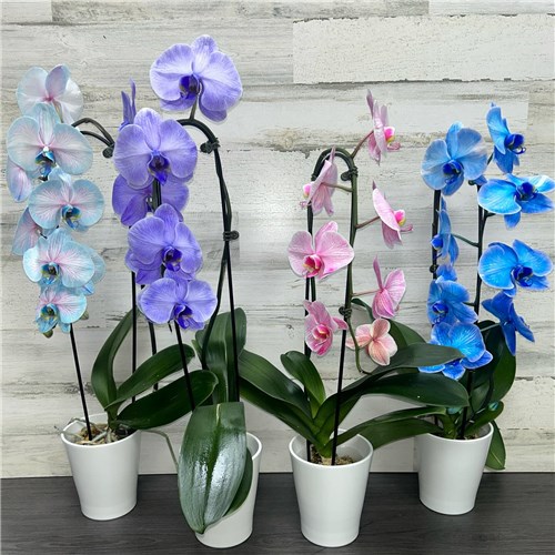 473115146_18171685693314838_524607774671161480_n_(1)